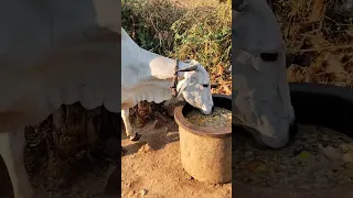 DesiCow in Village #animals drinking water#shorts #youtubeshorts#shortsfeed #youtubepromotion #viral