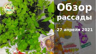 Огород на подоконнике. Обзор рассады. Цветы. Овощи. 27/04/2021