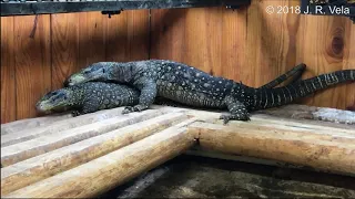 MERAUKE VARANUS SALVADORII MATING