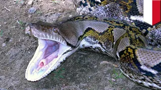 Giant python takes down Indonesian woman - TomoNews