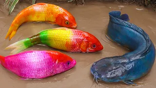 Stop Motion ASMR - Colorful Koi Fish Hunting Catfish | Family koi | Primitive Cooking Experiment