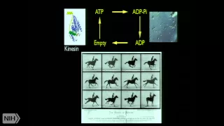 The Mechanisms of Cytoskeletal Motor Proteins