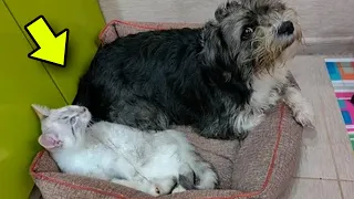 Stray Dog Refuses to Leave Homeless Kitten Alone – You'll Love This!