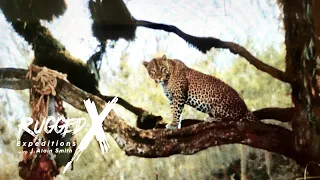 Leopard Hunting at Mt. Galai Tanzania