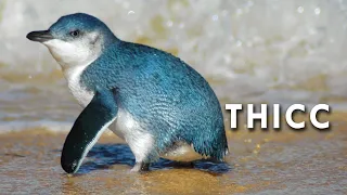 Fairy Penguins are Thicc