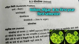 Volvox Algae in hindi || B.Sc first year botany first semester Microbiology and plant pathology