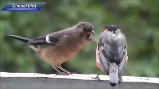 Top Beautiful birds singing ❤️