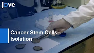 Cancer Stem Cells Isolation From Prostate Cancer cells | Protocol Preview