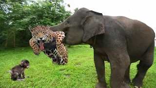 Elephant Of The God, Power Of Mother Animals - Wildebeest Protect Newborn From Cheetah Hunting