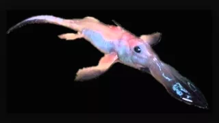 Deep Sea Monster Long Nosed Chimaera Ghost Shark