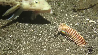 Amazing Feeding to the Bobbit Worm!!!!