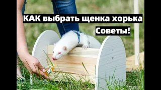 Как выбрать хорька/СОВЕТЫ