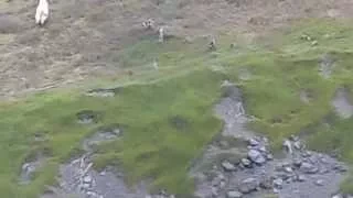 Albino Bigfoot Sighting on Mount St. Helens