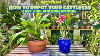 Easy steps to repot your Cattleya orchid. What medium to use and finding the right pot.