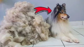 ALL HER HAIR - HUGE UNDERCOAT REMOVAL @ManWithTheDogs  Deshedding Rough Collie Grooming