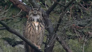 Uhu - Frühjahr - Balzzeit