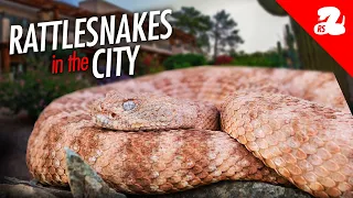 Rattlesnakes in Resorts, Garages, and Lawns!