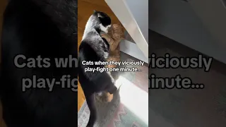 Cat Whiplash