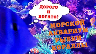 МОРСКОЙ АКВАРИУМ. ДОРОГО-БОГАТО. КОРАЛЛЫ. МОРСКИЕ РЫБКИ.