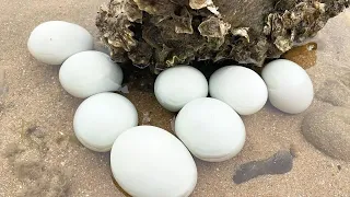 Xiaozhang Catched 1 BIG HEAD OCTOPUS And 8 BIG Sea Duck Eggs(Catch the sea)