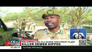 Naivasha: KWS to relocate killer hippos living in a sewage treatment plant