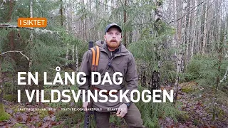 En lång dag i vildsvinsskogen