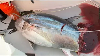 Great White Shark eats wicked Giant Blue Fin Tuna