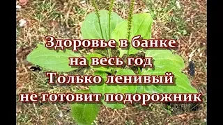 Здоровье в банке на весь год - Только ленивый не готовит подорожник