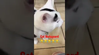 cat bodyguard #short