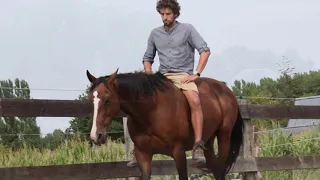 Basic steps how to guide a horse from stress to calmness. (Matthias Geysen)