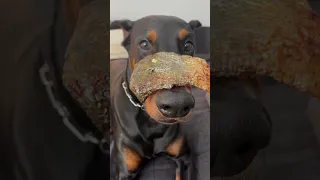 Xodus and his fish#dog #puppy #dogtraining #funnydog #doglover #funny #doberman #xodus