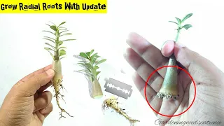 Adenium Root Training From Early Stage || Complete Guide To Grow Radial Roots In Adenium