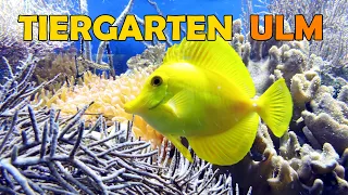 Tiergarten Ulm | ZOO ULM