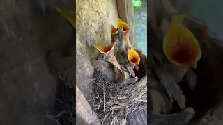 Baby Birds Eaten By Snake RIP