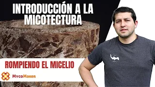 🍄 Rompiendo el Micelio: El Secreto de la Micotectura #hongos #micellar #micelio #biomaterials