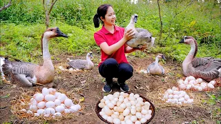 Build Nest For Goose To Lay Eggs - Harvest Goose Eggs Goes To Market Sell | Paving For The Farm