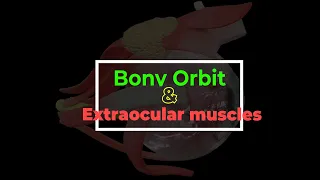 Extraocular muscles | Bony orbit | 3D Anatomy