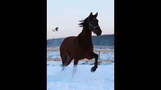 Андалузский мерин 185 см. в холке. Арт.: 0239