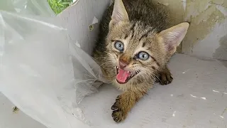 Found Rescue Kitten In Shoebox || Later He Started Eating From Hands ||