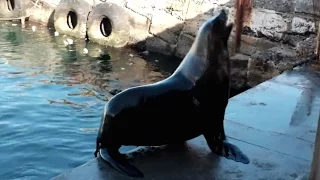 Rebellious Seals at Kalk Bay, South Africa