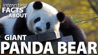 Interesting Facts about the Giant Panda Bear
