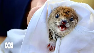 Saving the mulgara, the cutest Australian animal you've never heard of | ABC Australia