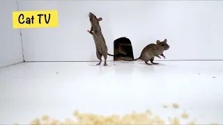 Cat TV 🐭 Mice in The Jerry Mouse Hole 🐀 Mice Videos for Cats to Binge Watch (10 HOURS)