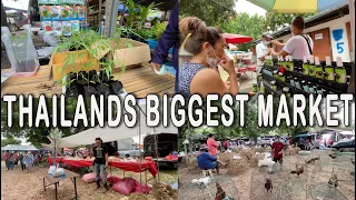 Thailands Largest Open Air Market in San Patong Chiang Mai