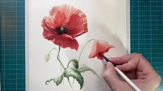 Week 1 of Painting Flora: Red Poppy