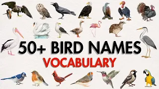 Feathered Vocabulary Exploring 50+ Unique Bird Names! 🦚📚 #viral #NatureVocabulary #BirdNames