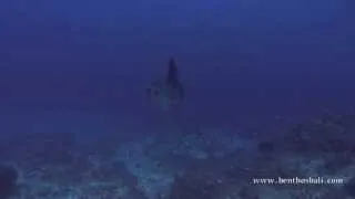 Meeting the Mola Mola @ Crystal Bay, Bali with Benthos Bali Dive Resort