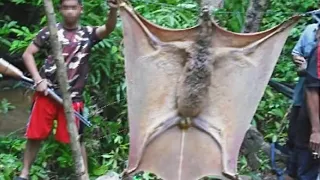 10 Biggest Flying Creatures Found on Earth!