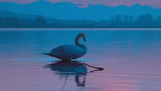 Camille Saint-Saëns - Le cygne (The Swan) (video)