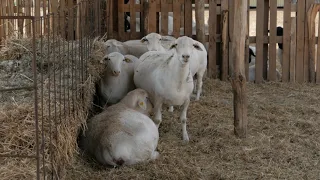 Племенной Дорпер. Скажем так. (как бы) 🤦‍♂️🤣 волнительное интервью 1 каналу. 🥵